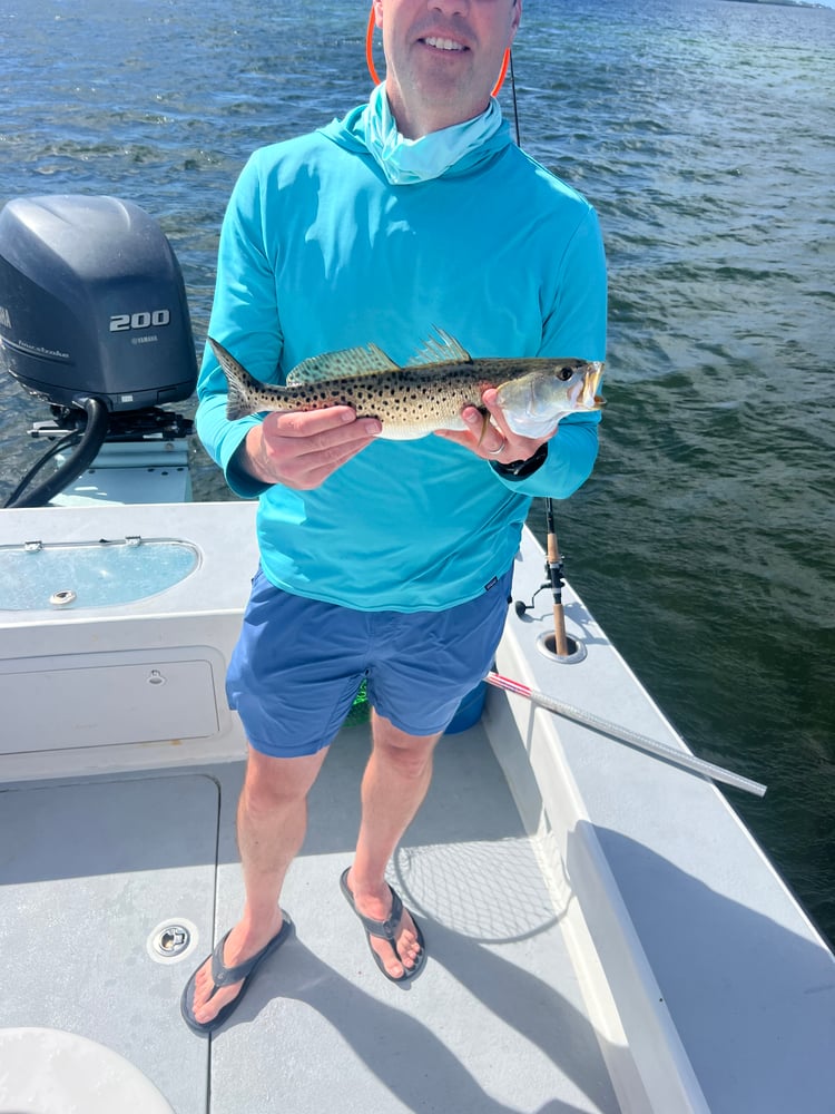 Tampa Bay Toads! In Holmes Beach