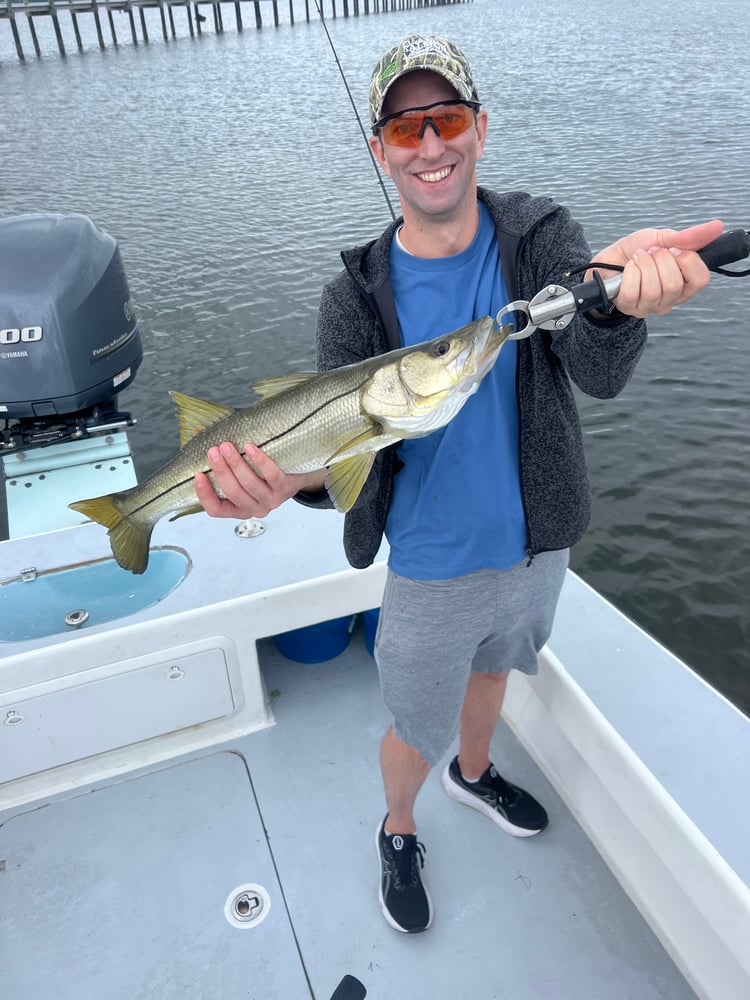 Tampa Bay Toads! In Holmes Beach