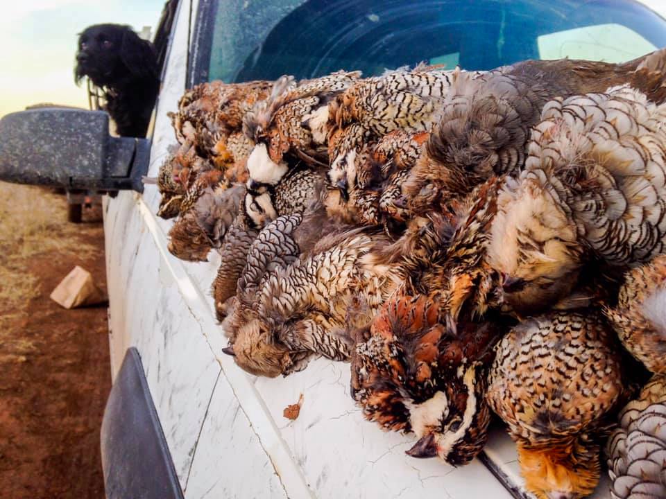 Texas Panhandle Quail Hunt W/ Lodging In Amarillo