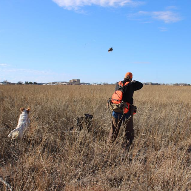 Texas Panhandle Quail Hunt W/ Lodging In Amarillo