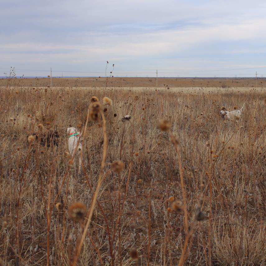 Texas Panhandle Quail Hunt W/ Lodging In Amarillo