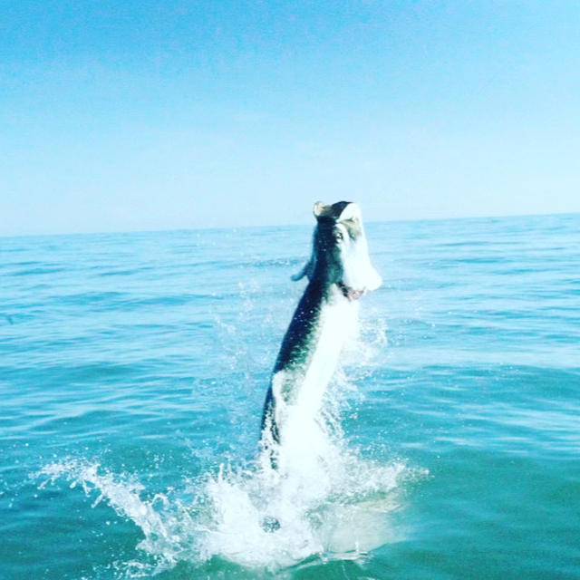 Nearshore Trip In Fort Pierce