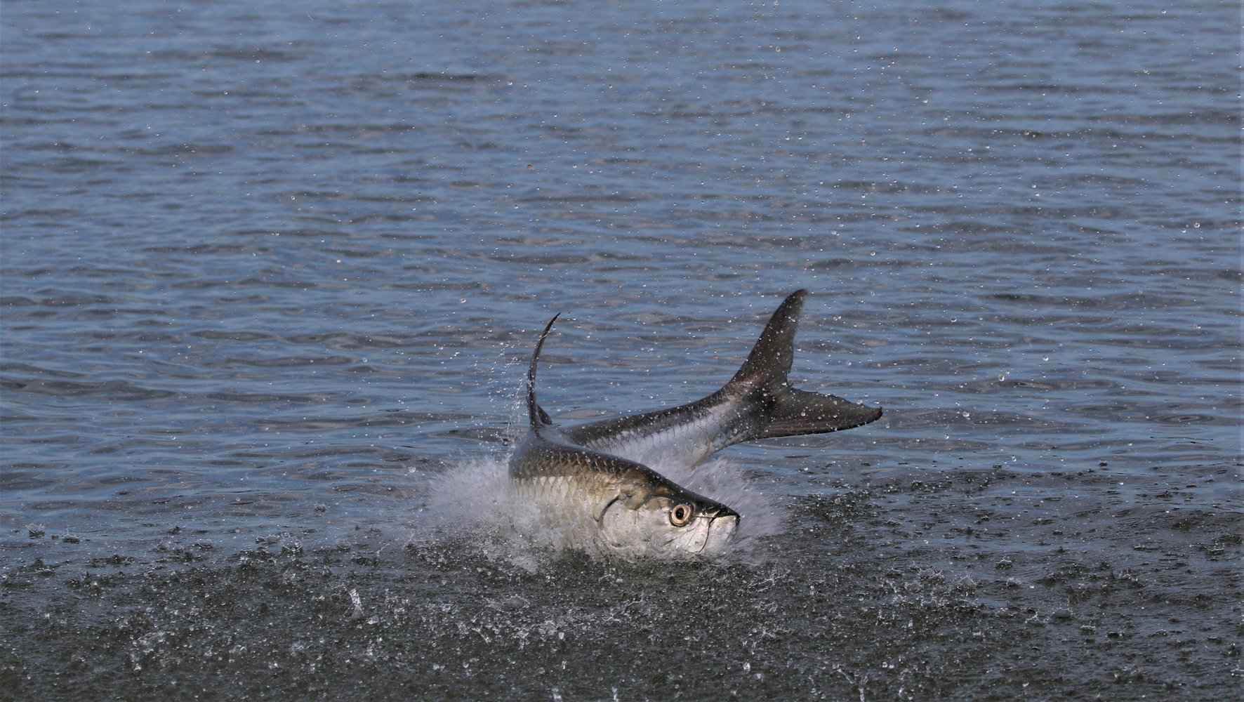 New Smyrna / Daytona Beach Tarpon In Edgewater