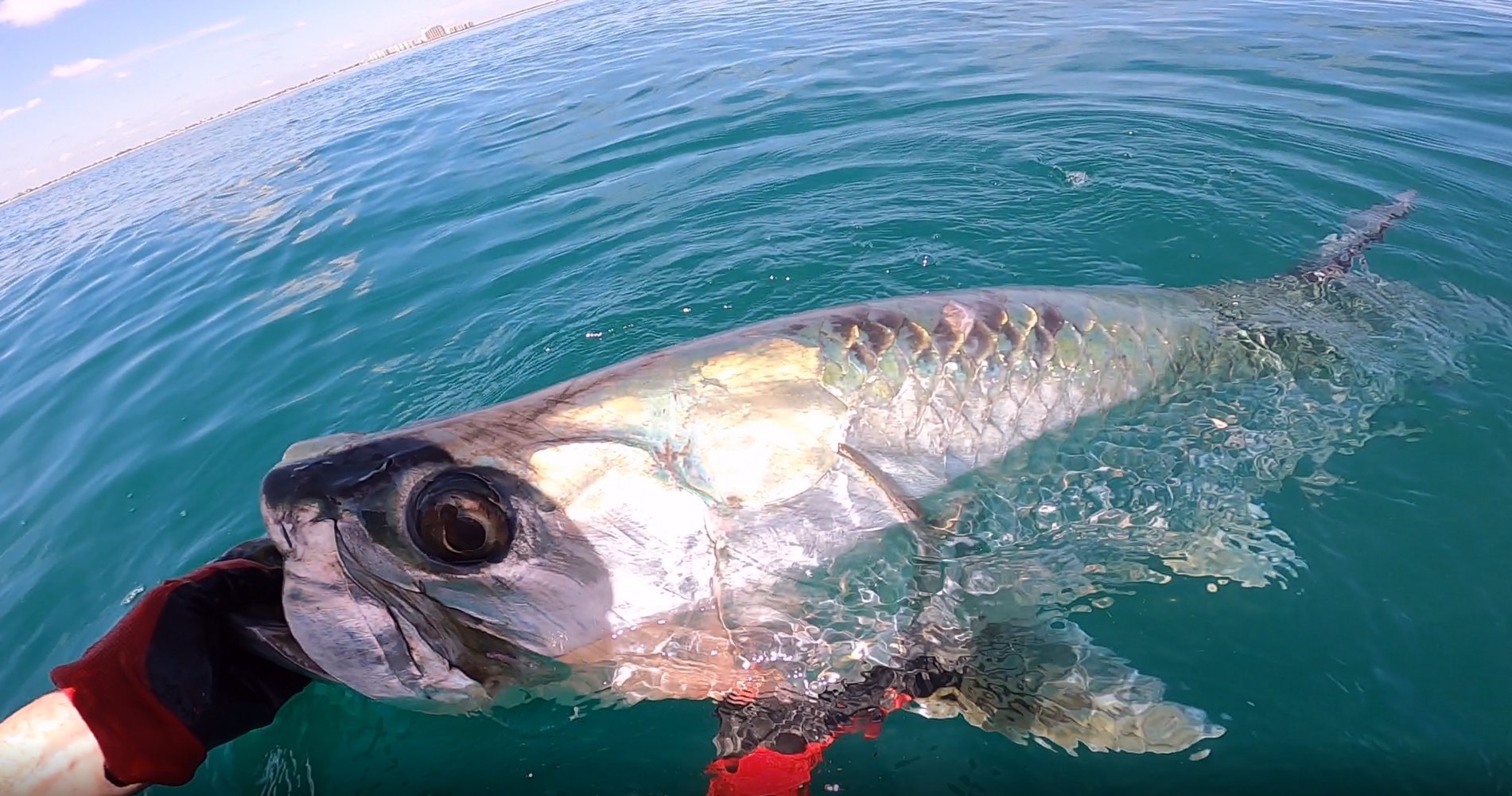 New Smyrna / Daytona Beach Tarpon In Edgewater