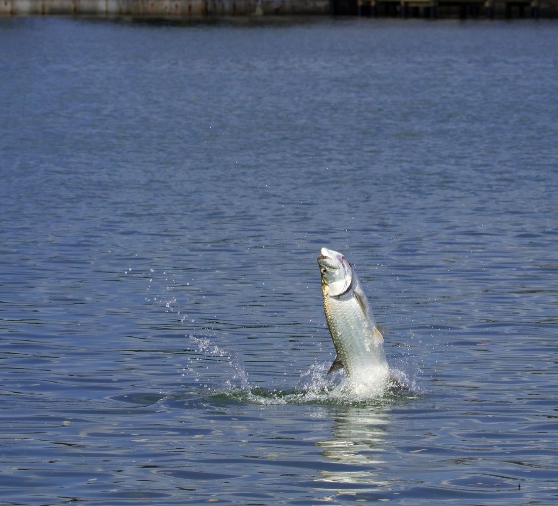 New Smyrna / Daytona Beach Tarpon In Edgewater