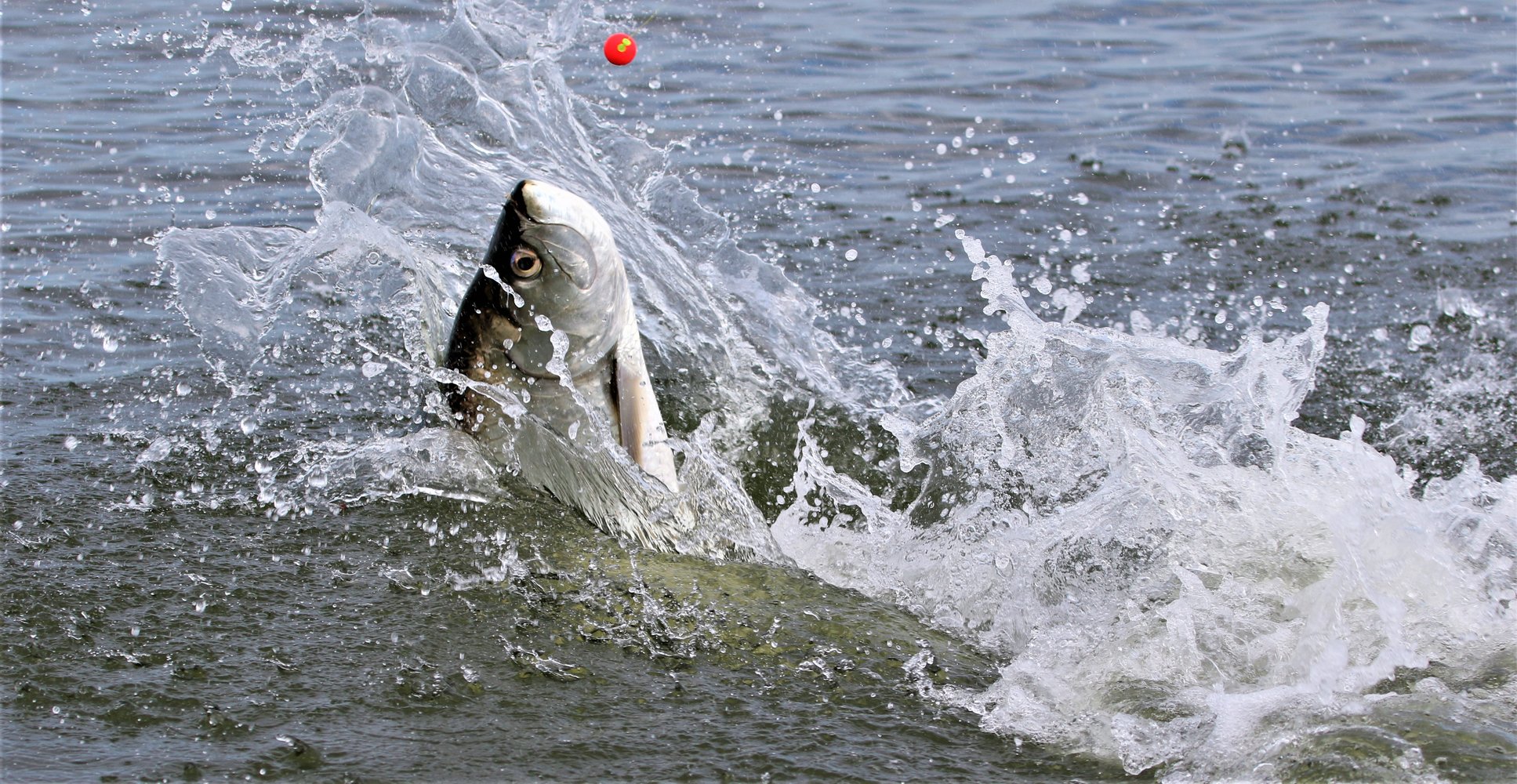 New Smyrna / Daytona Beach Tarpon In Edgewater