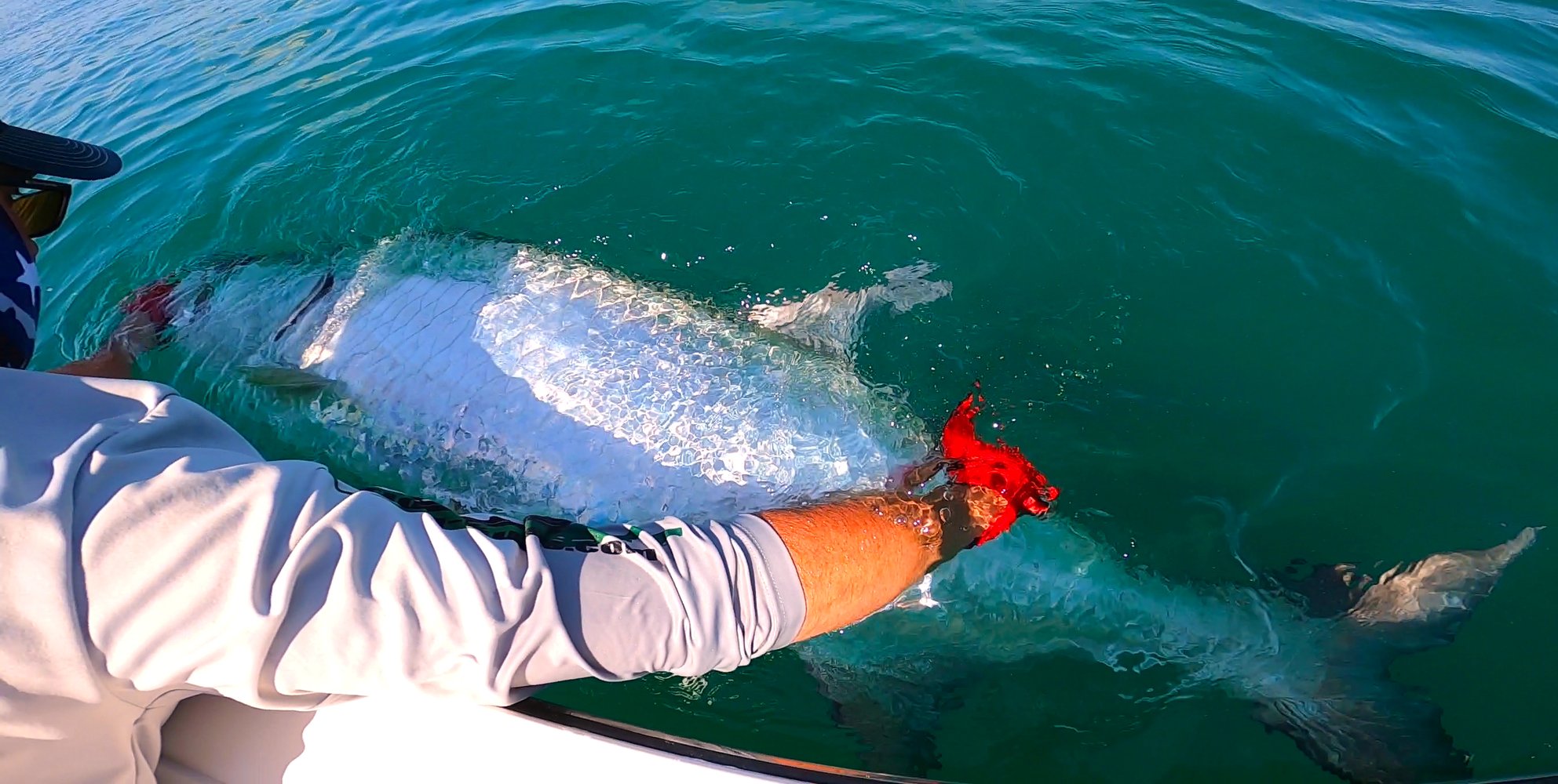 New Smyrna / Daytona Beach Tarpon In Edgewater