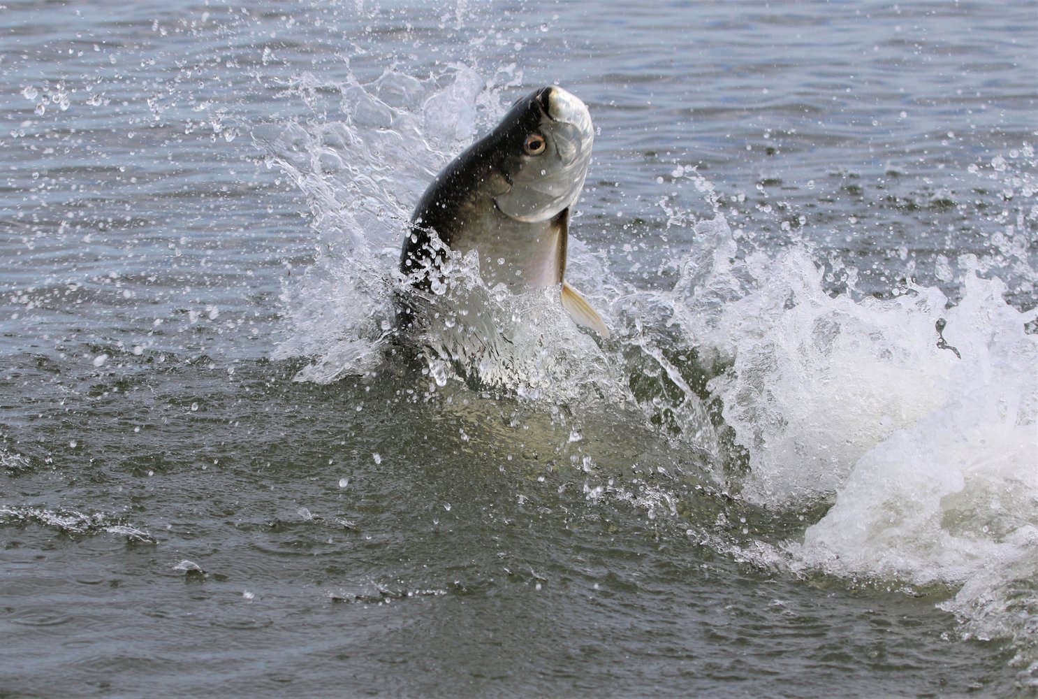 New Smyrna / Daytona Beach Tarpon In Edgewater