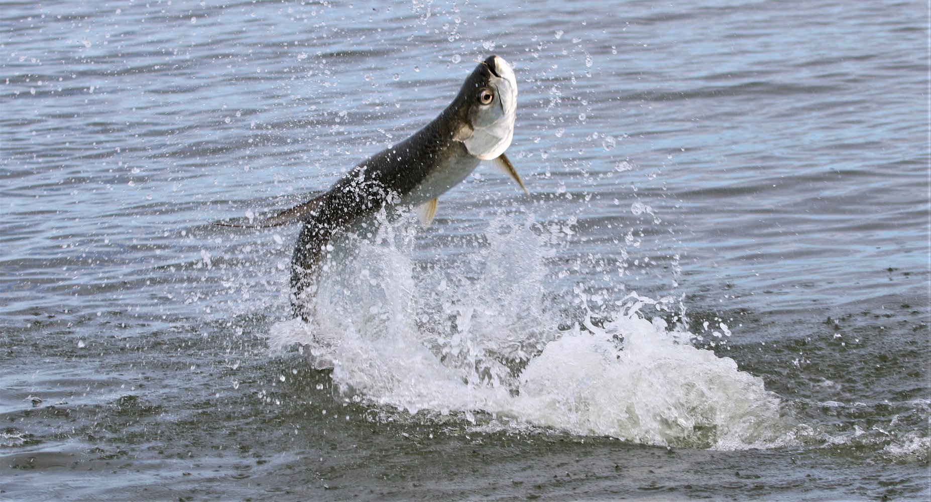 New Smyrna / Daytona Beach Tarpon In Edgewater