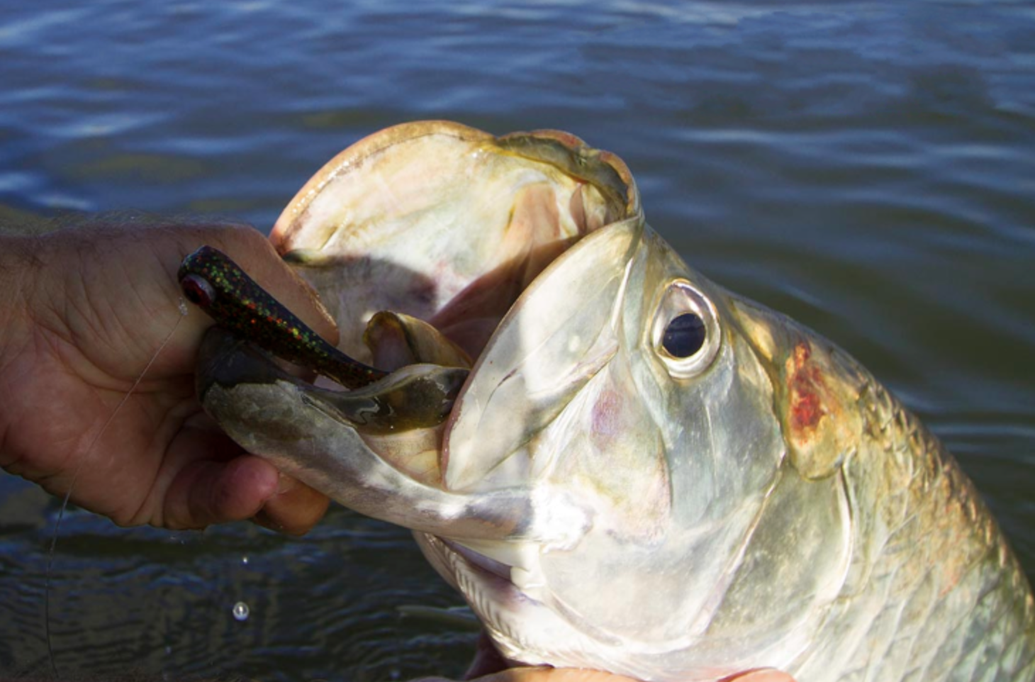 New Smyrna / Daytona Beach Tarpon In Edgewater