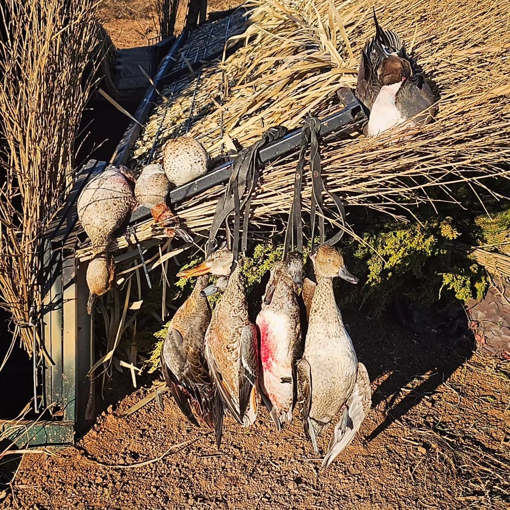 Childress, TX Duck Hunts In Childress