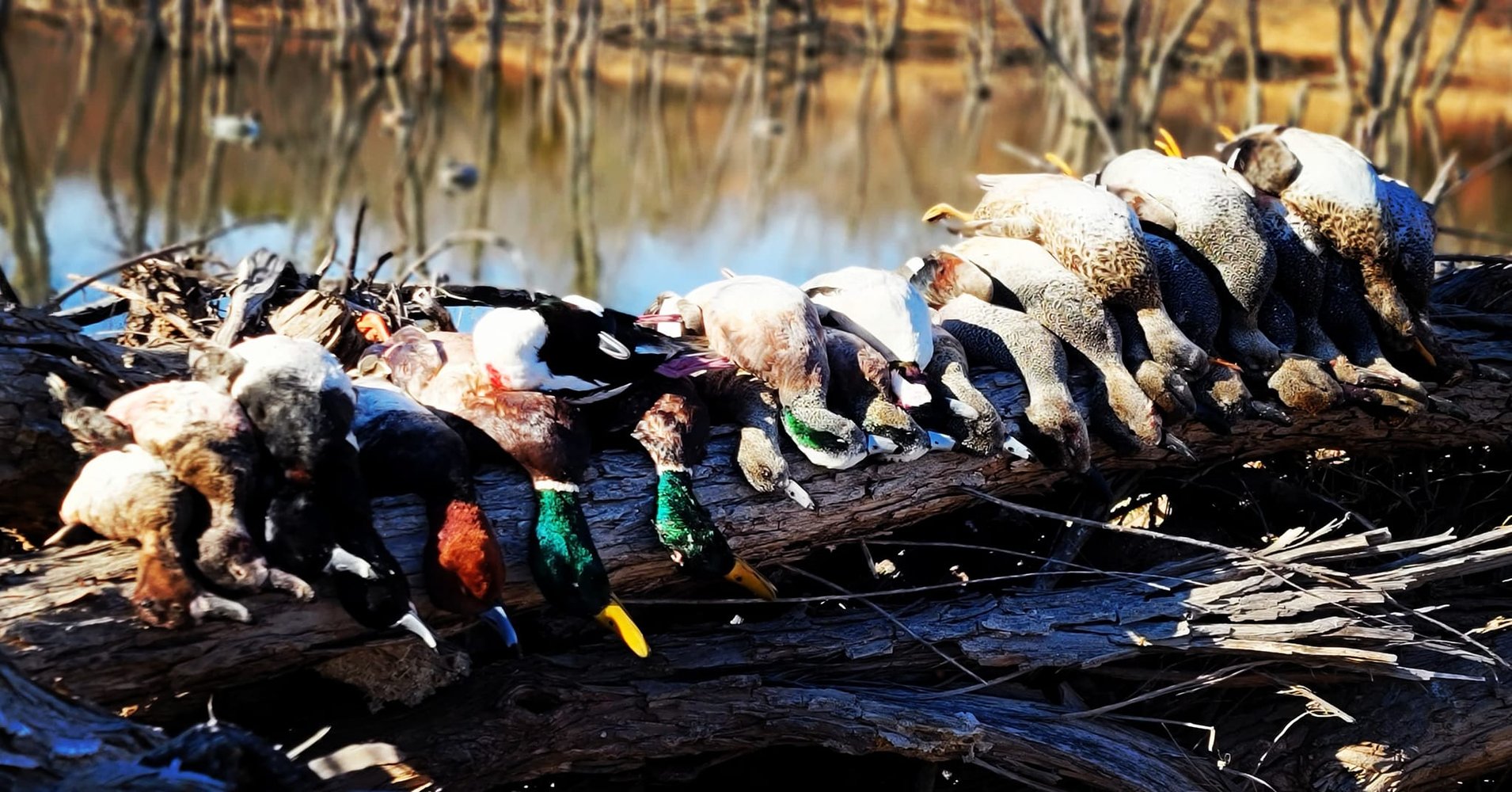 Childress, TX Duck Hunts In Childress