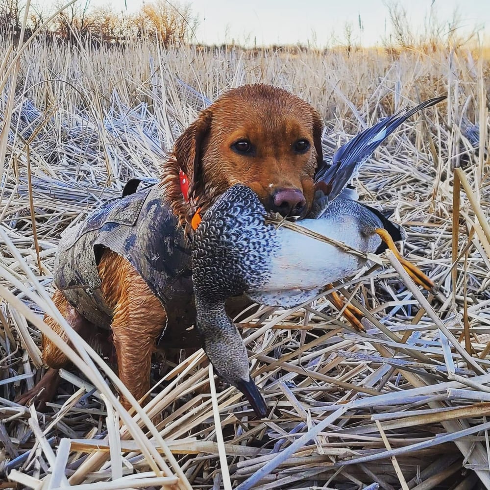 Childress, TX Duck Hunts In Childress