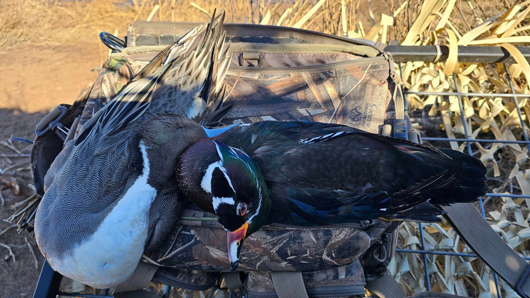 Childress, TX Duck Hunts In Childress