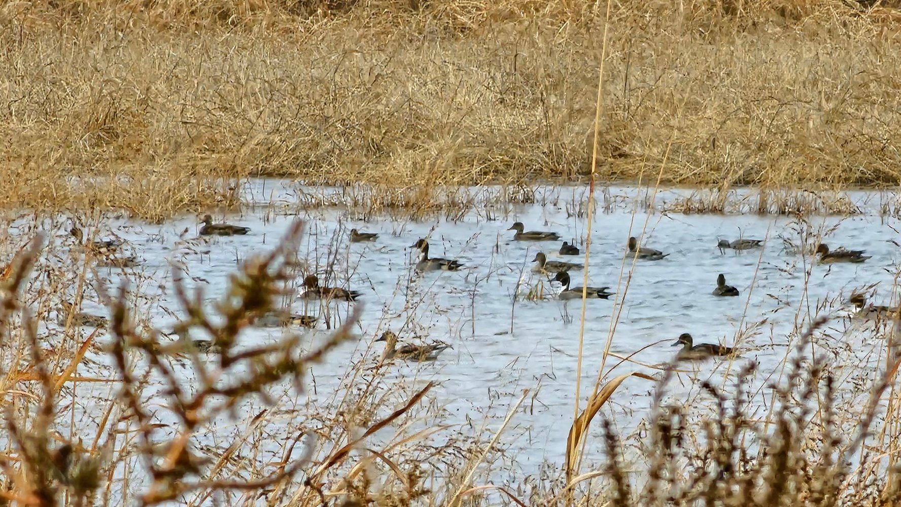 Childress, TX Duck Hunts In Childress