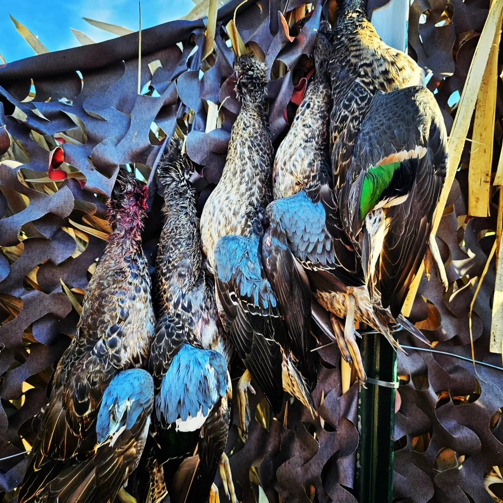 Childress, TX Duck Hunts In Childress