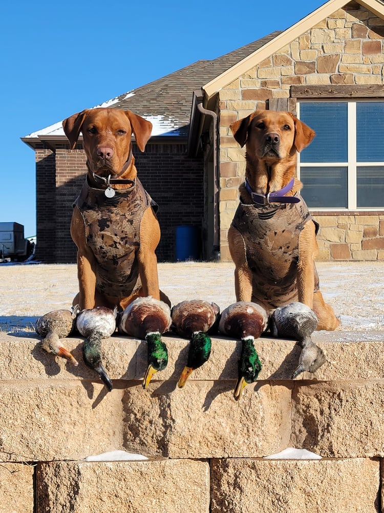 Childress, TX Duck Hunts In Childress