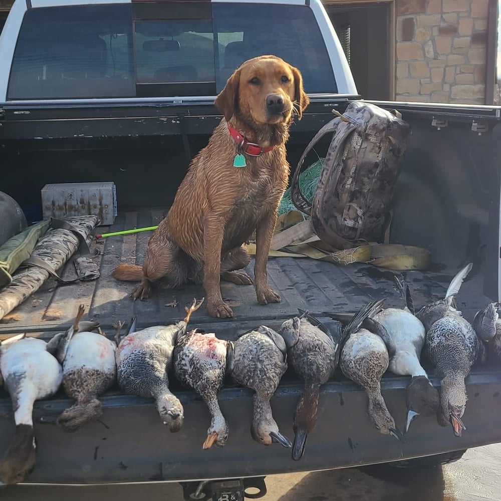 Childress, TX Duck Hunts In Childress