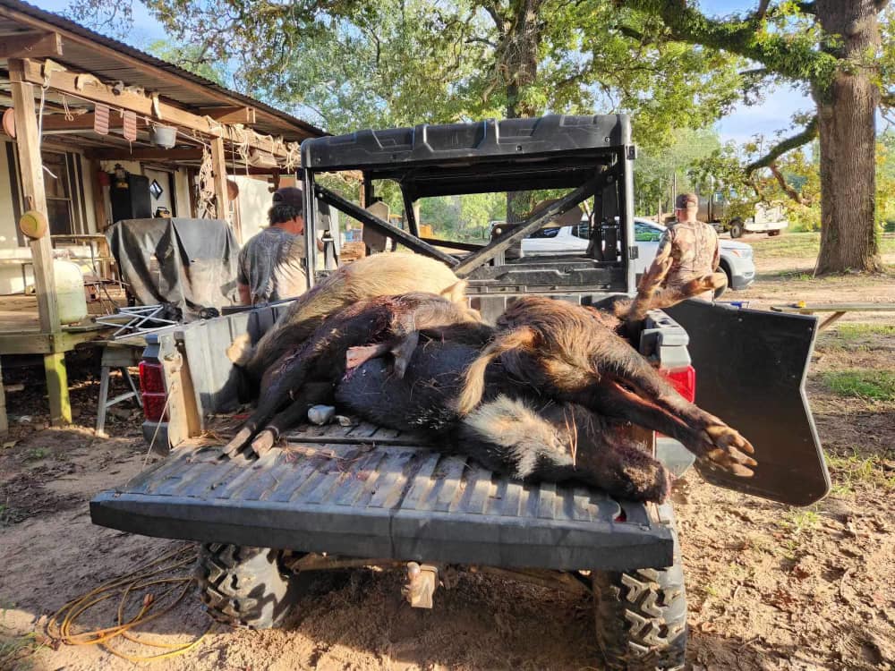 Bivins Hog Hunts In Bivins