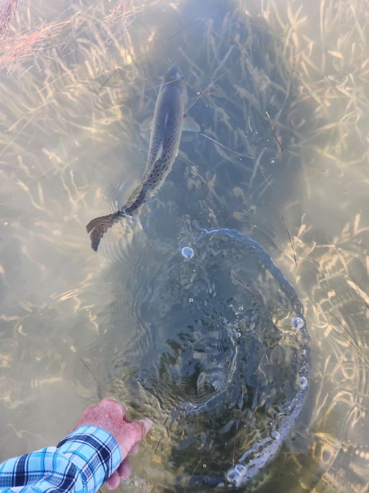 Wade Fishing Artificial ONLY Trip In Rockport