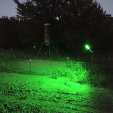 Evening Hog Hunts In Lufkin