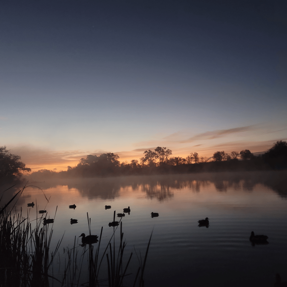 Central Texas Duck Hunts In Waco