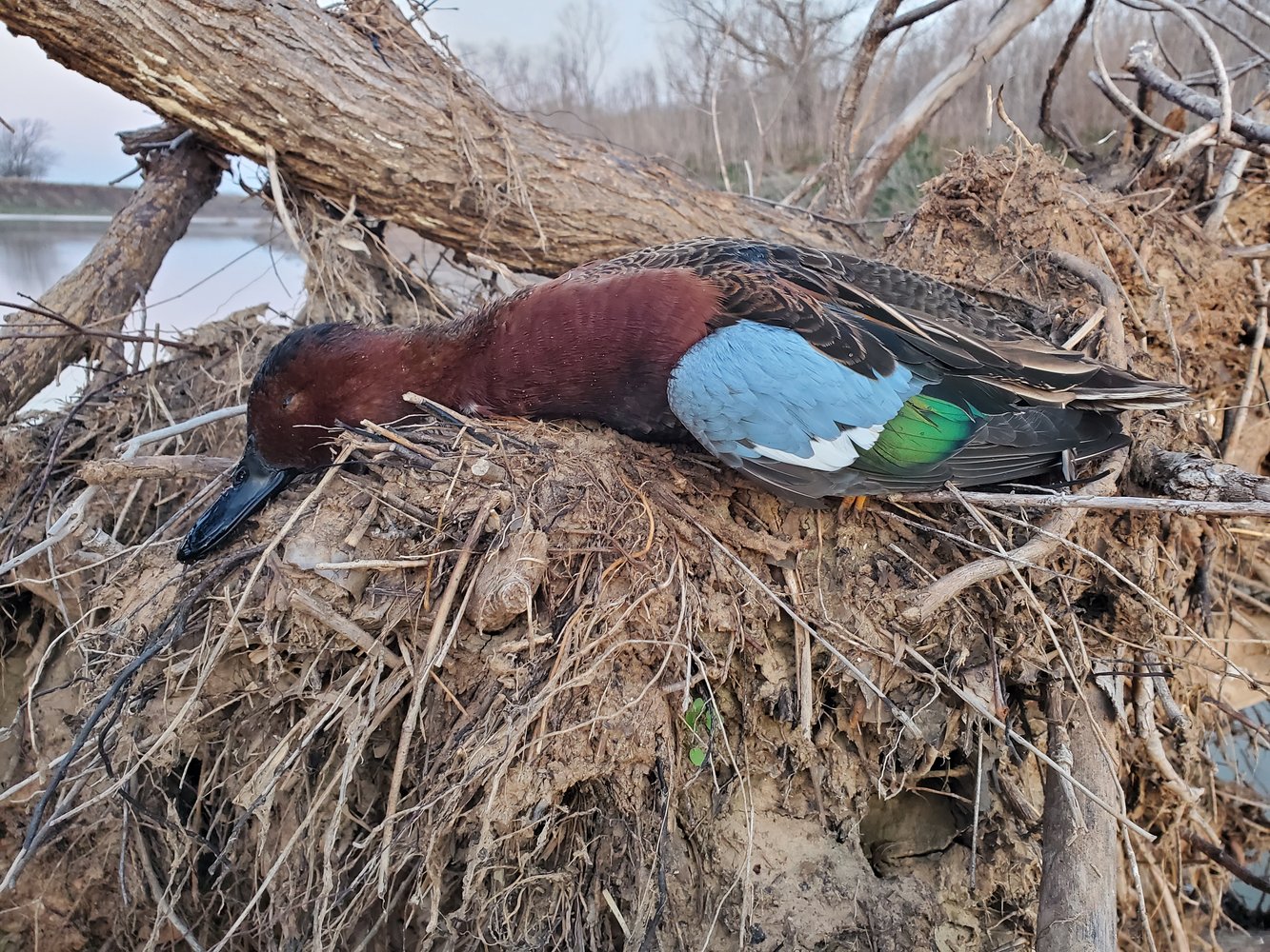 Central Texas Duck Hunts In Waco