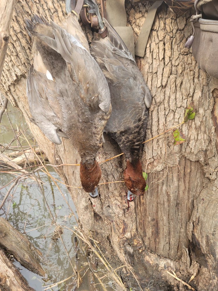 Central Texas Duck Hunts In Waco