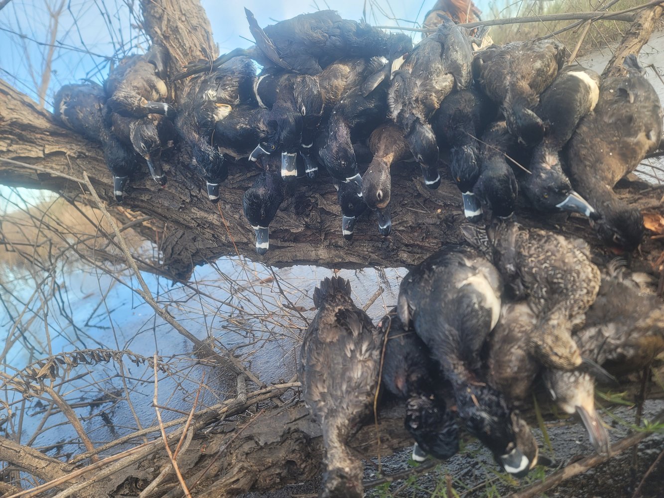 Central Texas Duck Hunts In Waco