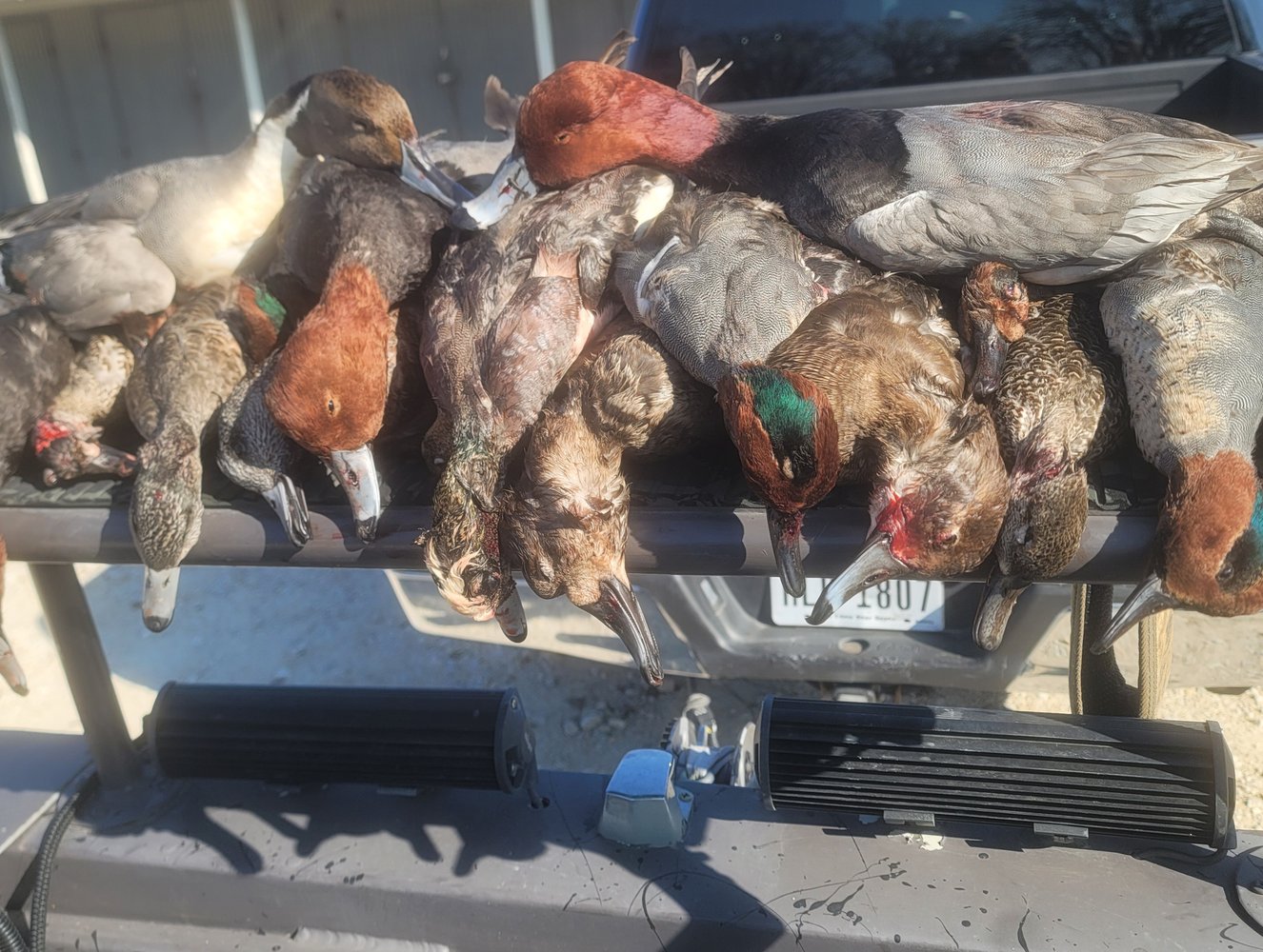 Central Texas Duck Hunts In Waco