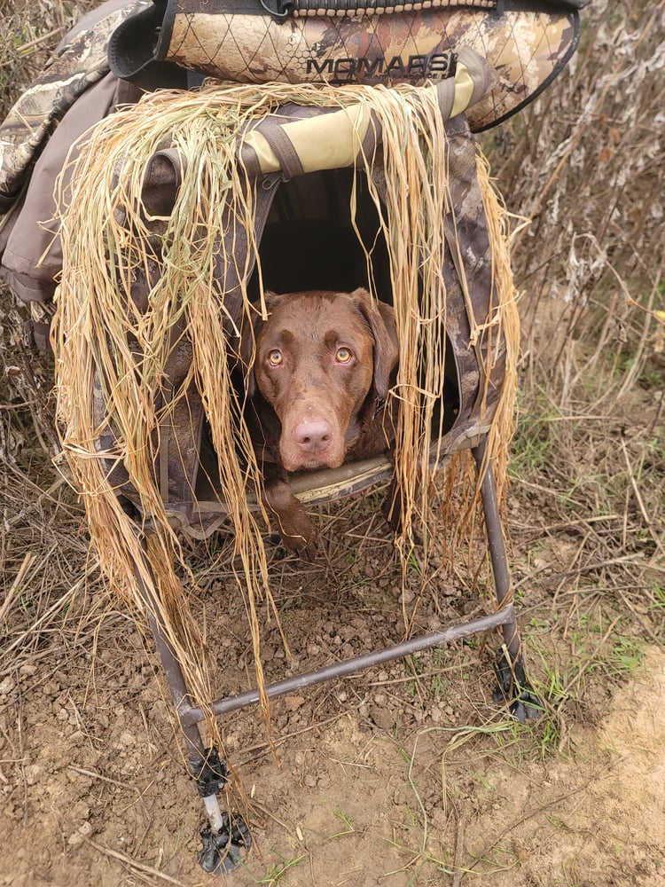 Central Texas Duck Hunts In Waco