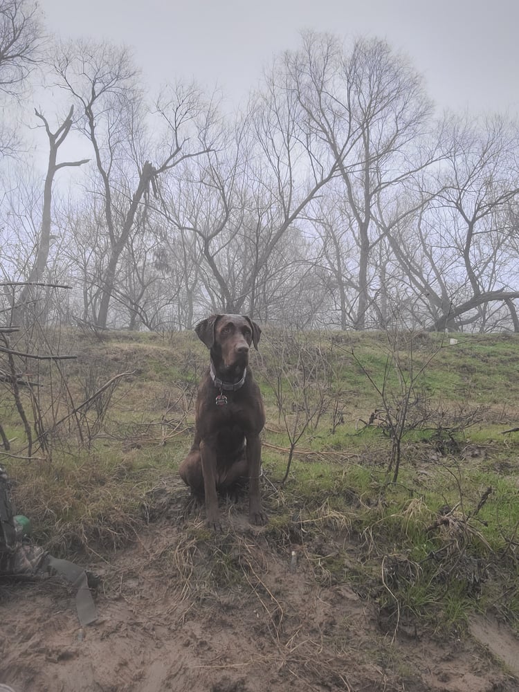 Central Texas Duck Hunts In Waco