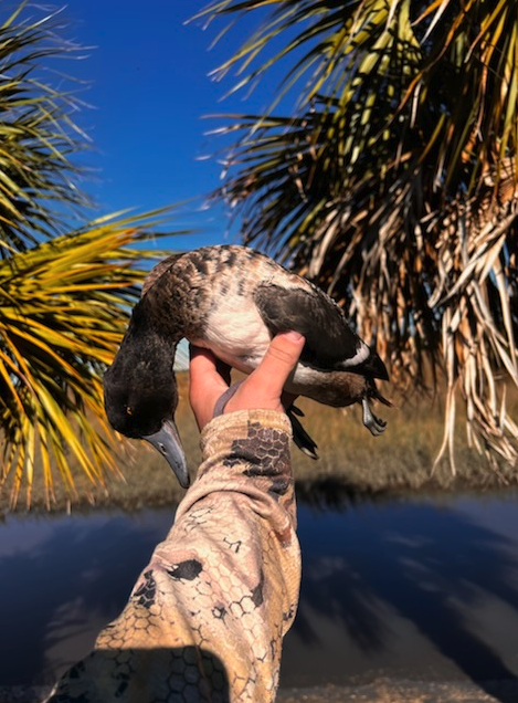 Central Florida Duck Hunts In Wildwood