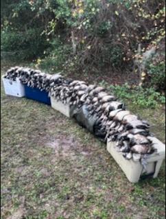 Central Florida Duck Hunts In Wildwood