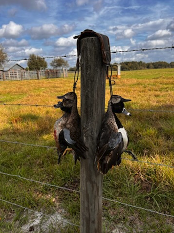 Central Florida Duck Hunts In Wildwood