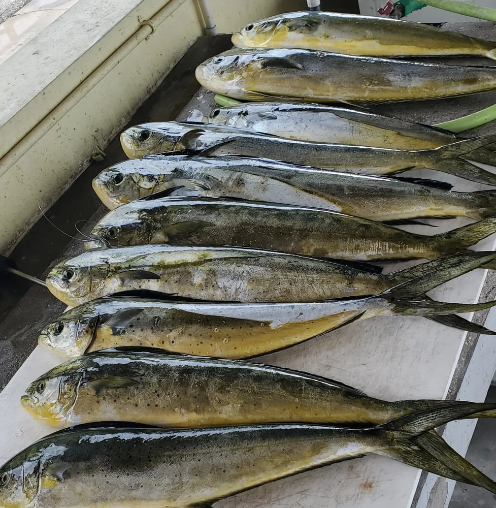 Quick Fish Whack In Pompano Beach