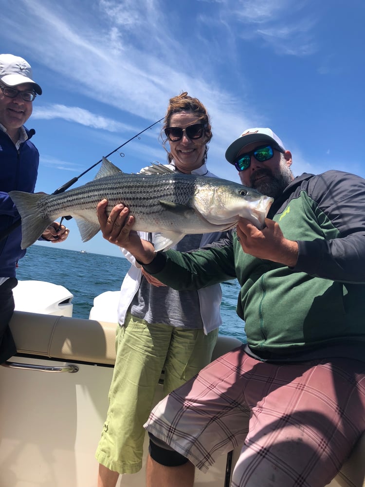 Early Season Striper 33’ In Chatham