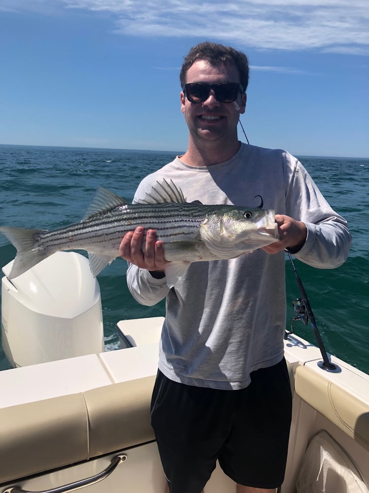 Early Season Striper 33’ In Chatham