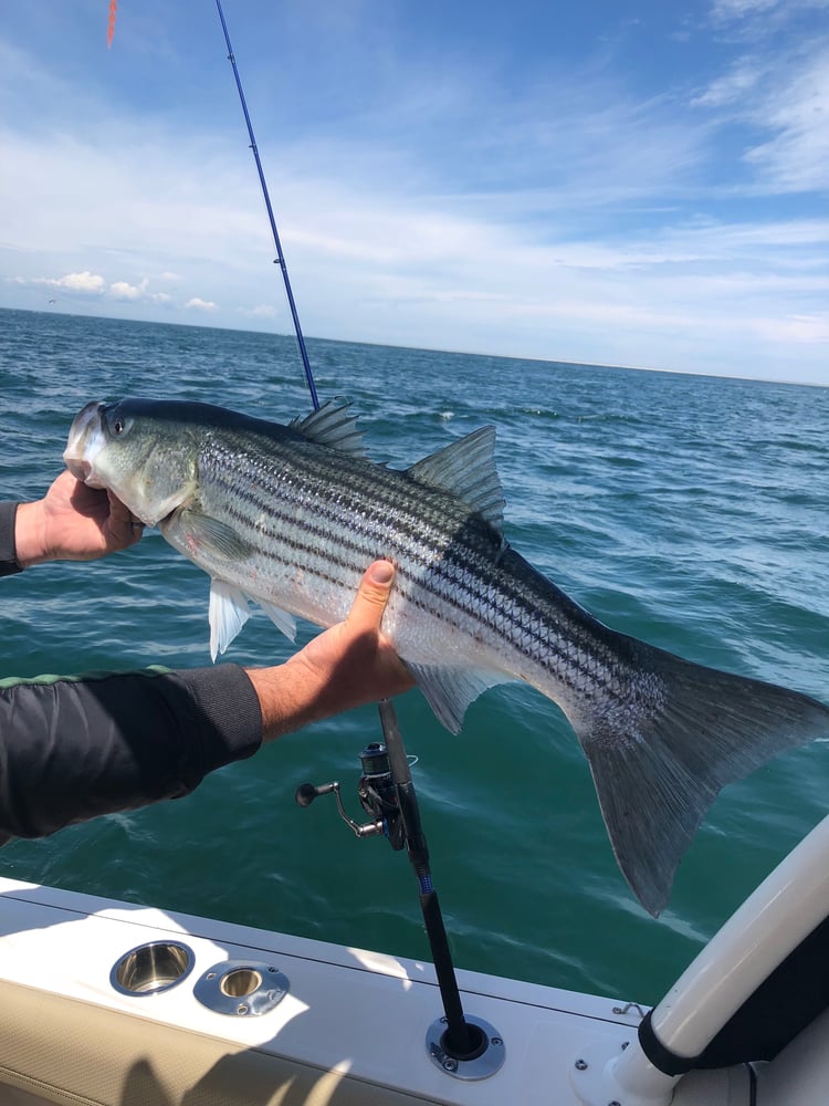 Early Season Striper 33’ In Chatham