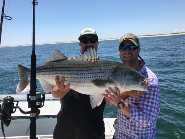 Early Season Striper 33’ In Chatham