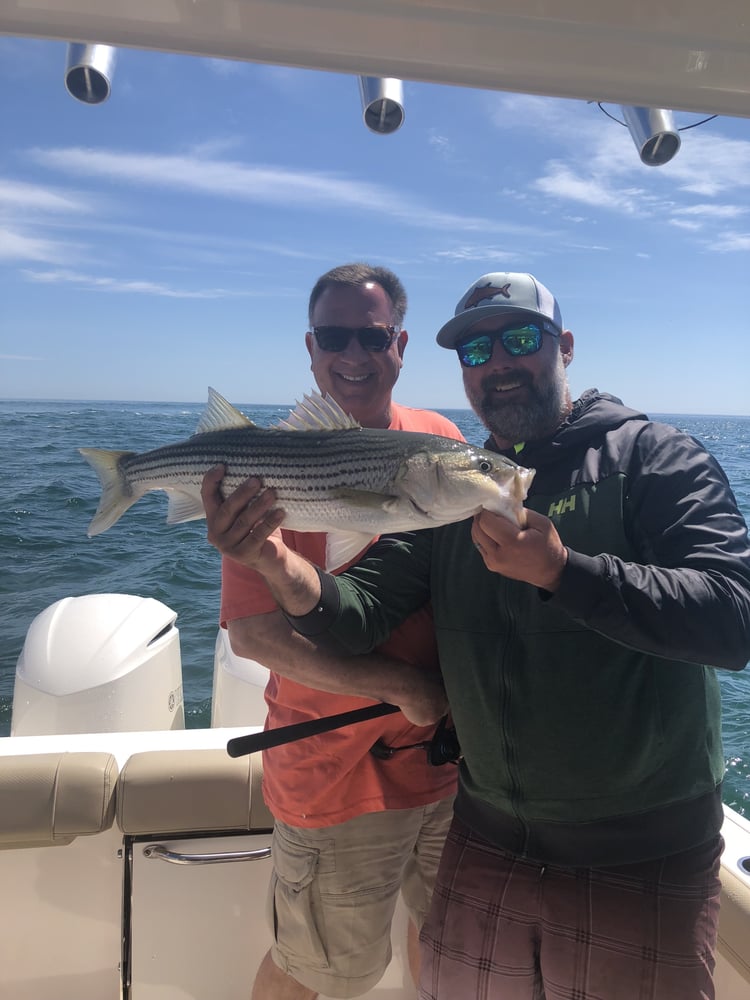 Early Season Striper 33’ In Chatham