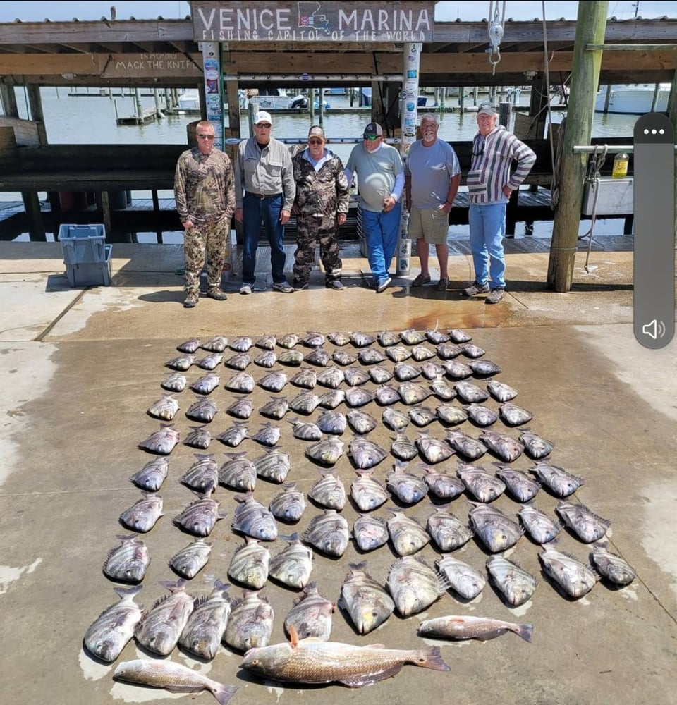 Sheepshead Smash In Boothville-Venice