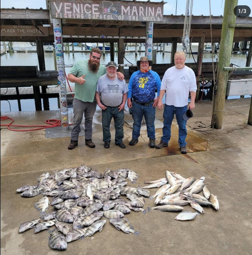 Sheepshead Smash In Boothville-Venice