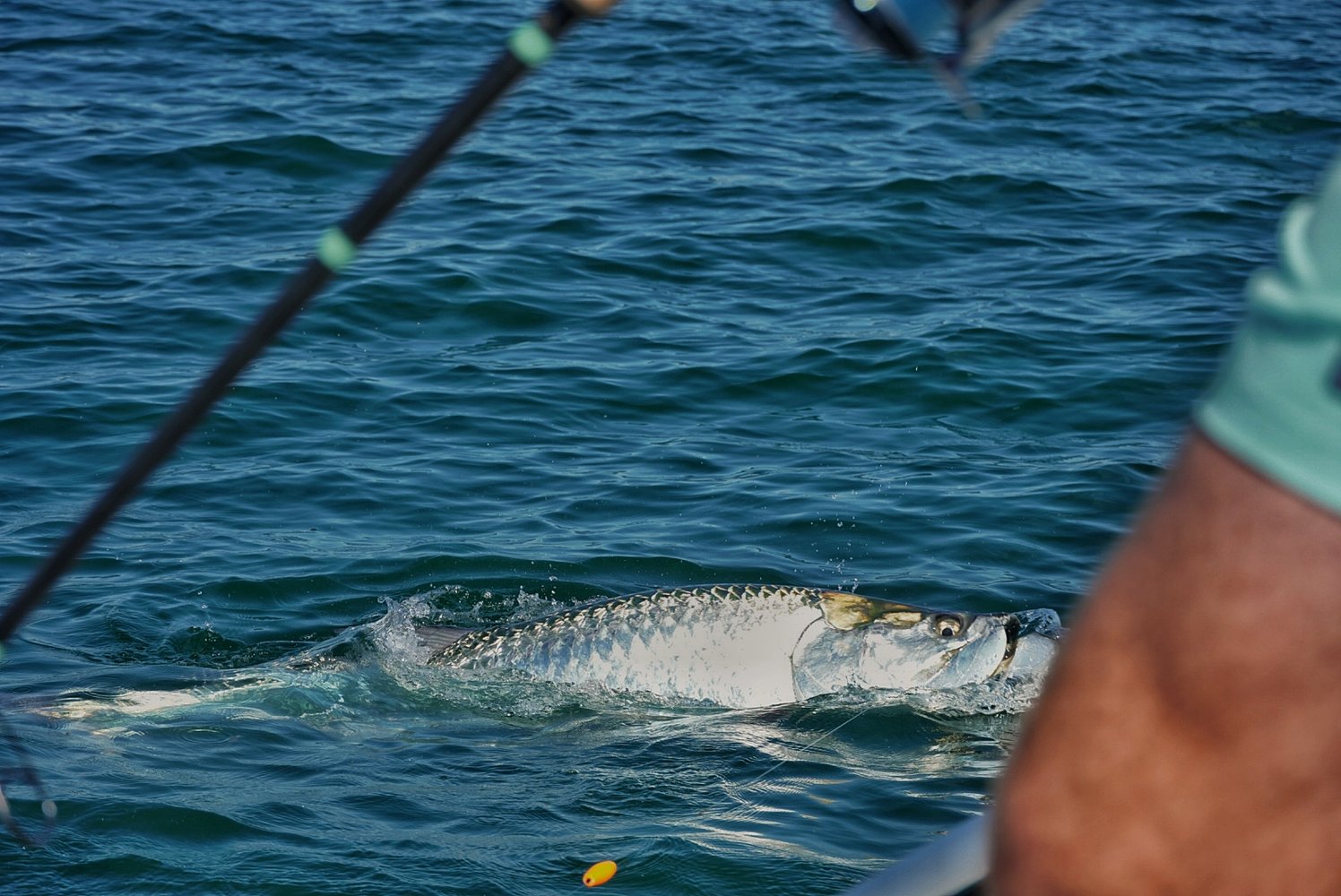 Tarpon Charters In St. Petersburg