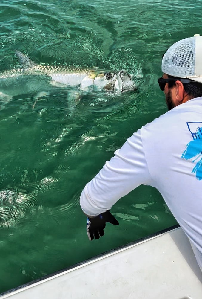 Tarpon Charters In St. Petersburg