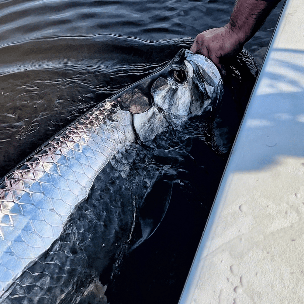 Tarpon Charters In St. Petersburg