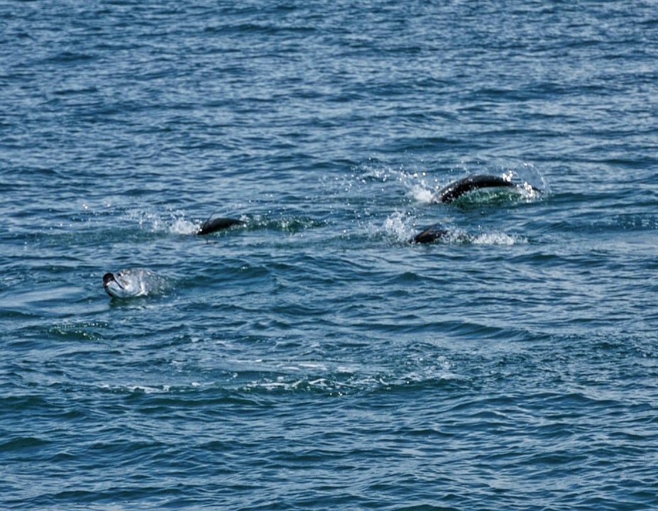 Tarpon Charters In St. Petersburg