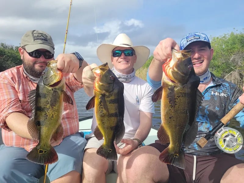 Peacock Bass: Fly Or Spin In Fort Lauderdale