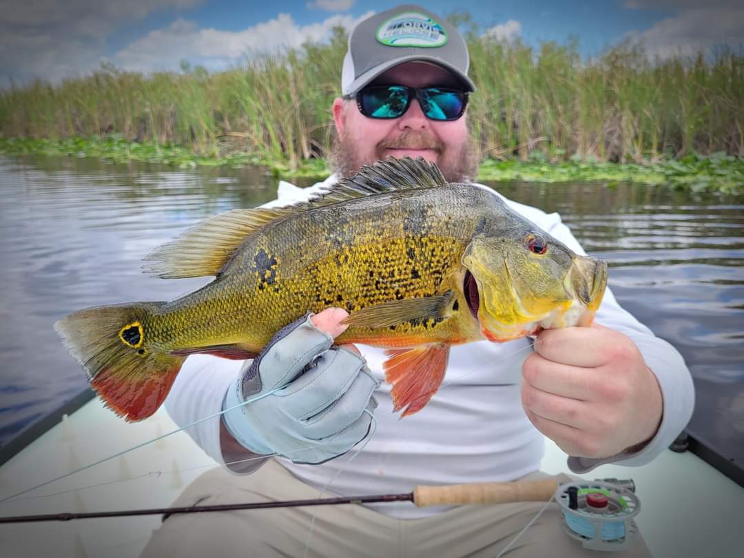 Peacock Bass: Fly Or Spin In Fort Lauderdale