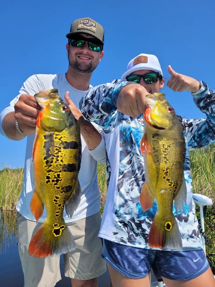 Peacock Bass: Fly Or Spin In Fort Lauderdale